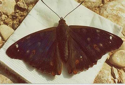 Apatura ilia male (iliades Mitis aberration) (Internet Image property of respective owner, non-commercial use only)